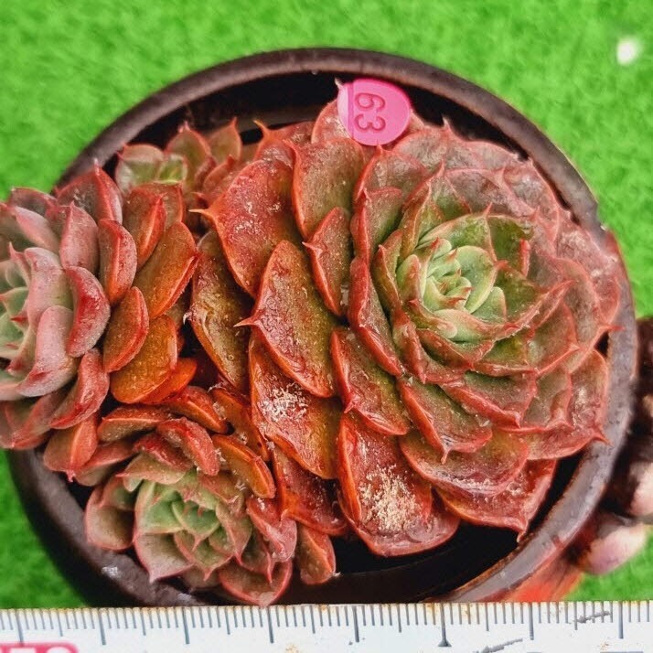 0424-P363 ベローナ エケベリア 多肉植物 韓国苗の画像1