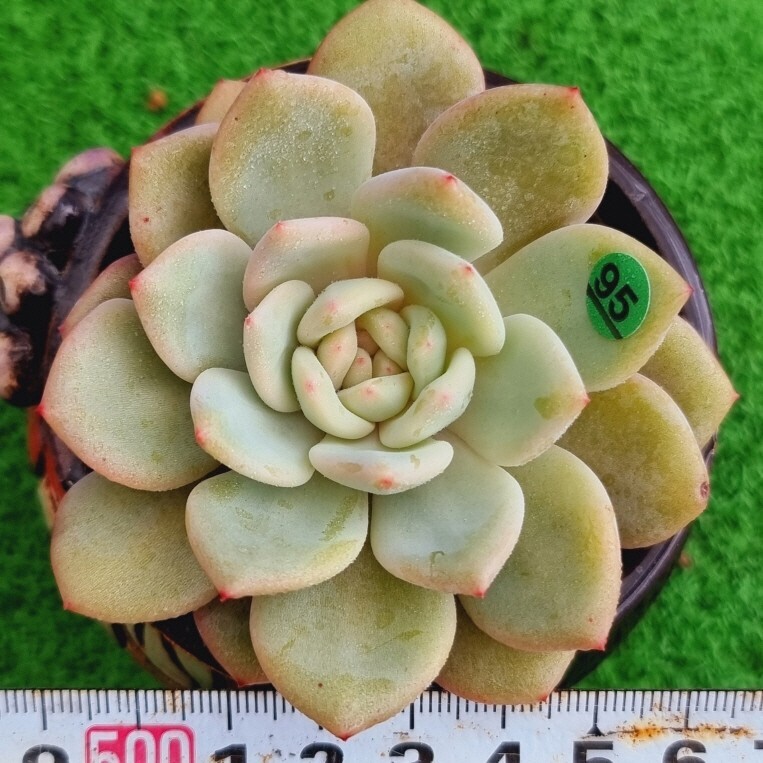 G0430-G195 アリエル変異(錦) エケベリア 多肉植物 韓国苗_画像1