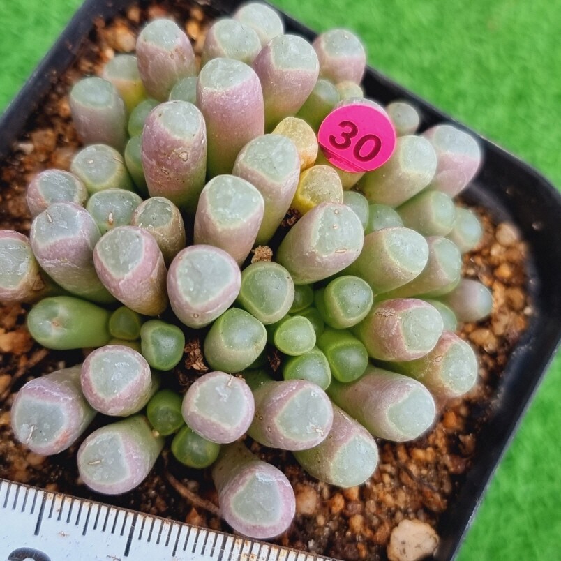 0413-P330 五十鈴玉 多肉植物 韓国苗の画像2