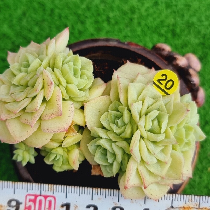 0502-Y320 Whiteswan エケベリア 多肉植物 韓国苗_画像1