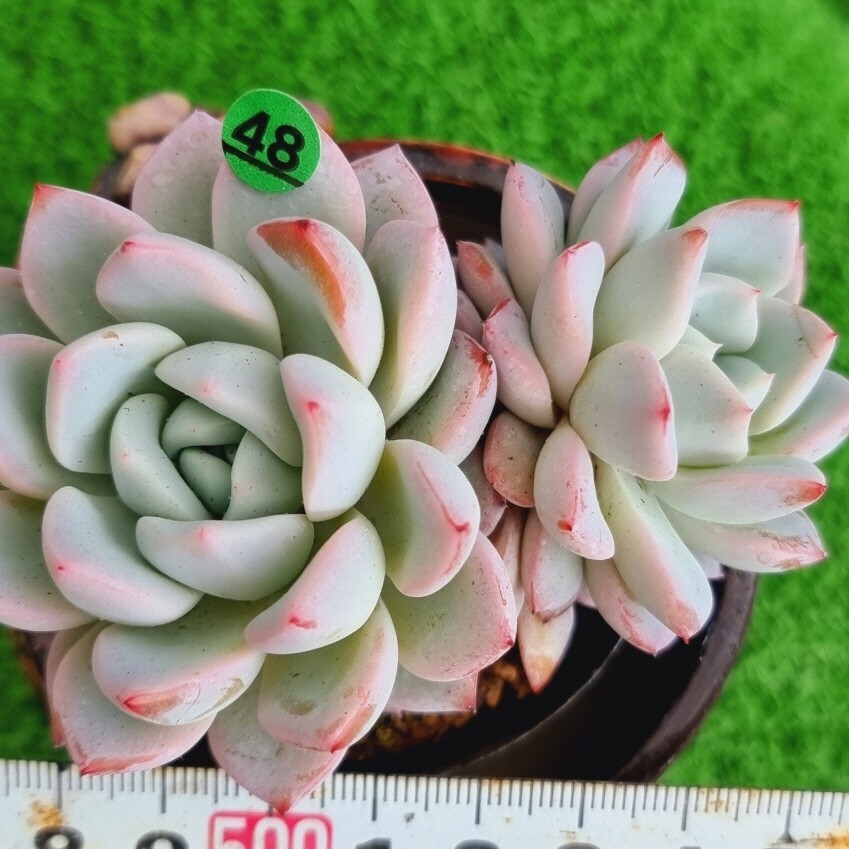 G0430-G148 ベルテス エケベリア 多肉植物 韓国苗_画像1