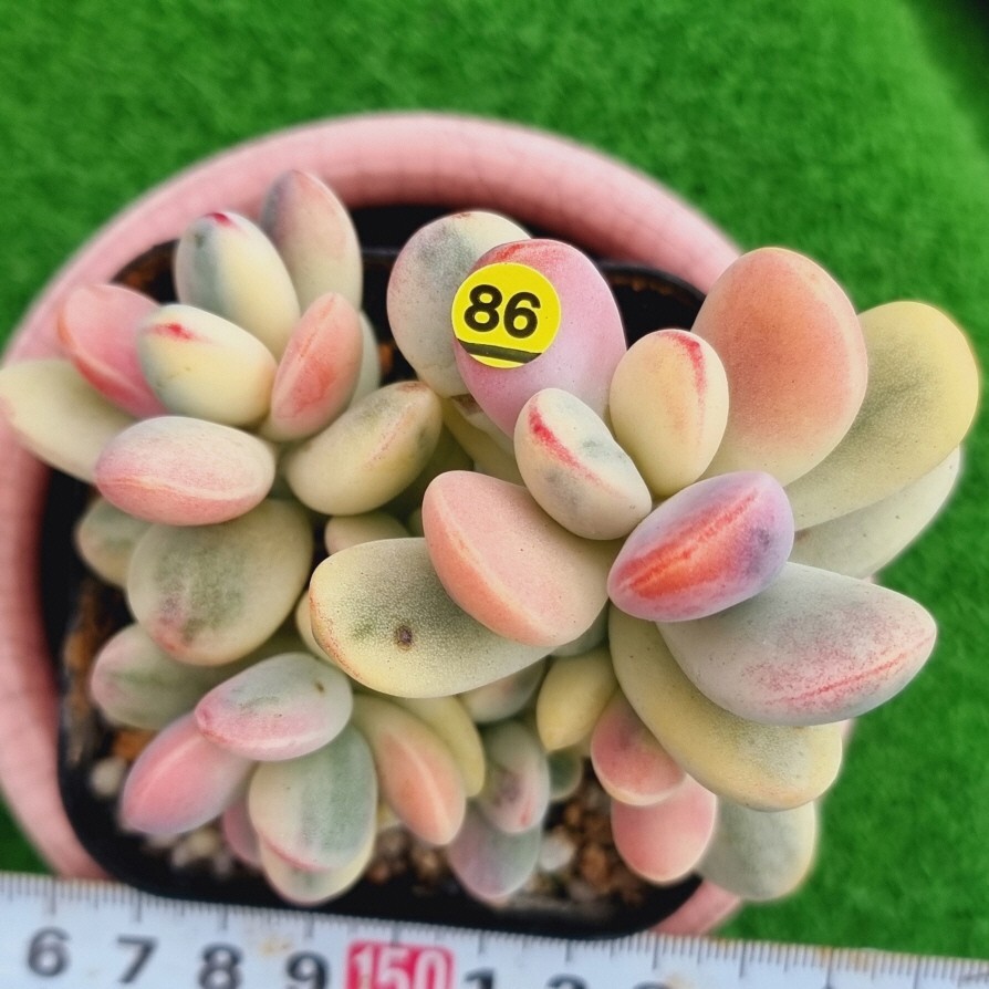 0425-Y586 嫁入り娘(錦) Cotyledon 多肉植物 韓国苗_画像1