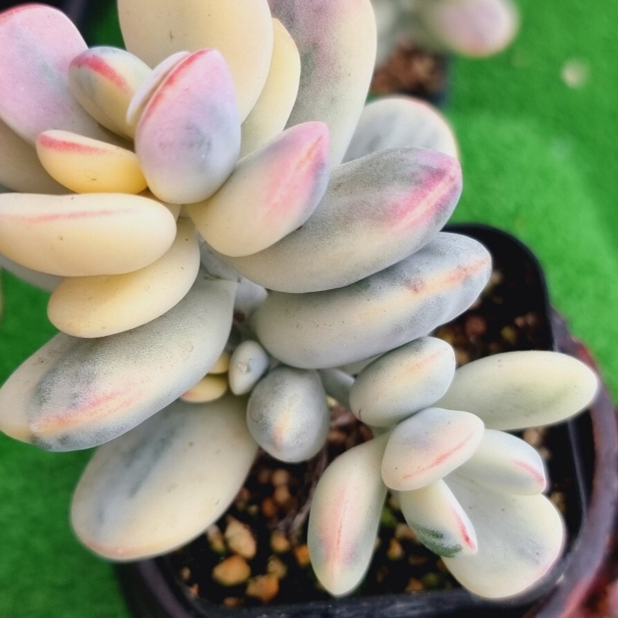 0502-Y312 嫁入り娘(錦) Cotyledon 多肉植物 韓国苗_画像2