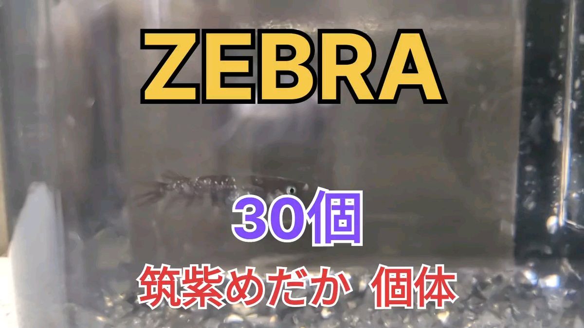 ZEBRA(ゼブラ)有精卵　30個　筑紫めだか様血統