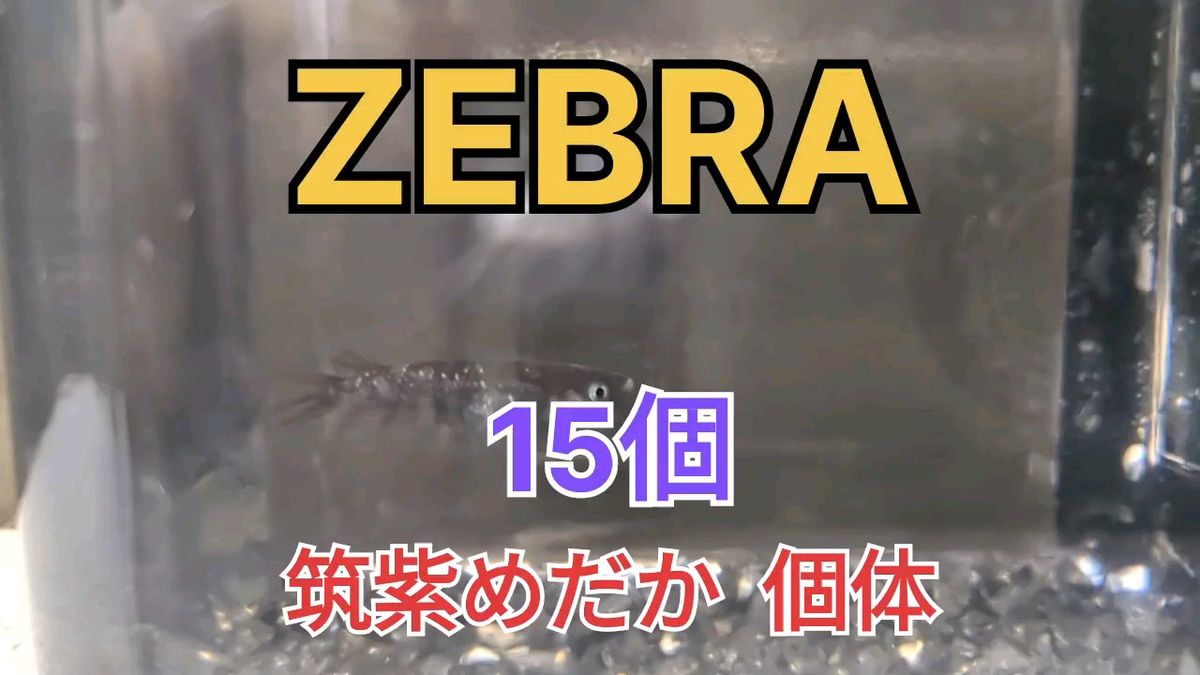 ZEBRA(ゼブラ)有精卵　15個+α　筑紫めだか様血統