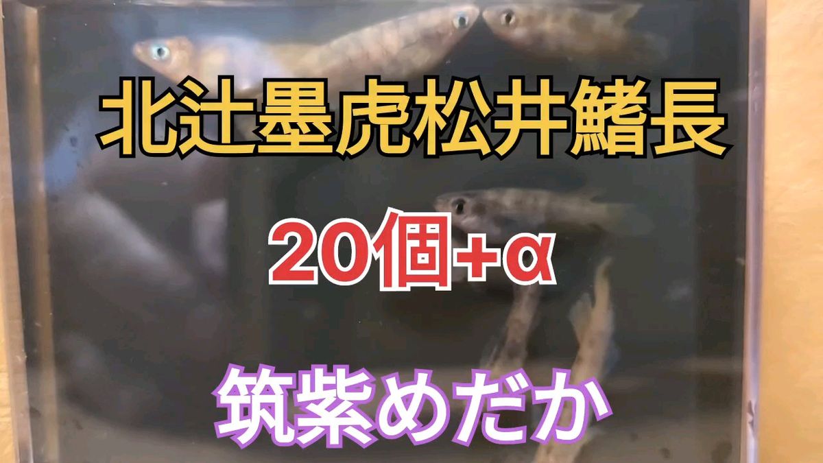 北辻墨虎松井鰭長　有精卵20個+α　筑紫めだかブリード個体