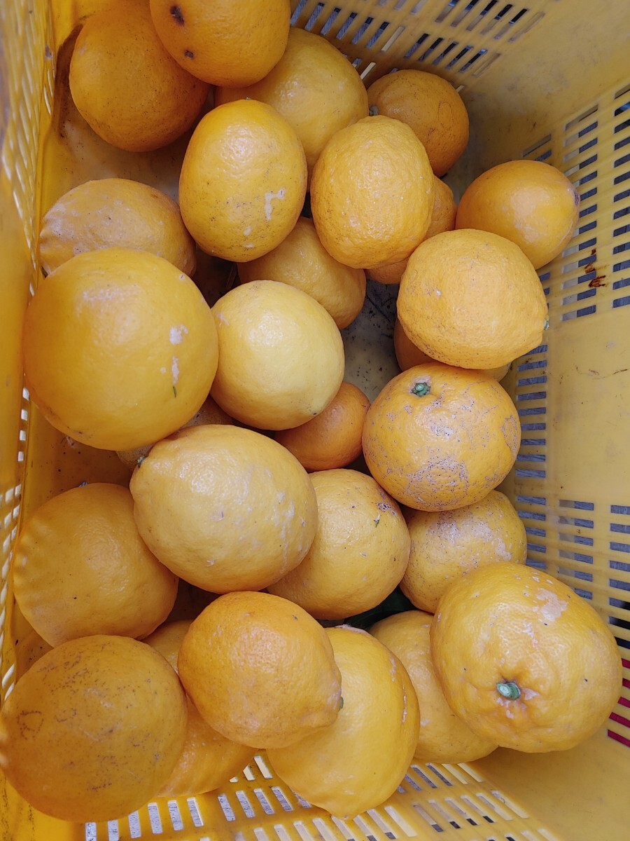 最後の一箱！ 国産 マイヤーレモン 5kg 希少 送料無料 栽培期間中農薬不使用の画像1