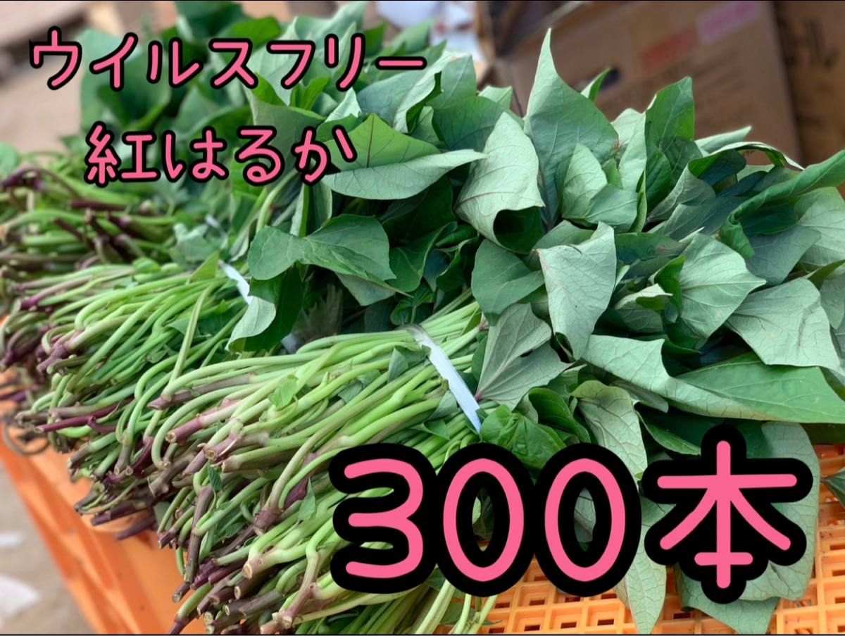 さつまいも苗】紅はるか ウイルスフリー 300本|Yahoo!フリマ さつまいも苗】紅はるか ウイルスフリー 300本|Yahoo!フリマ