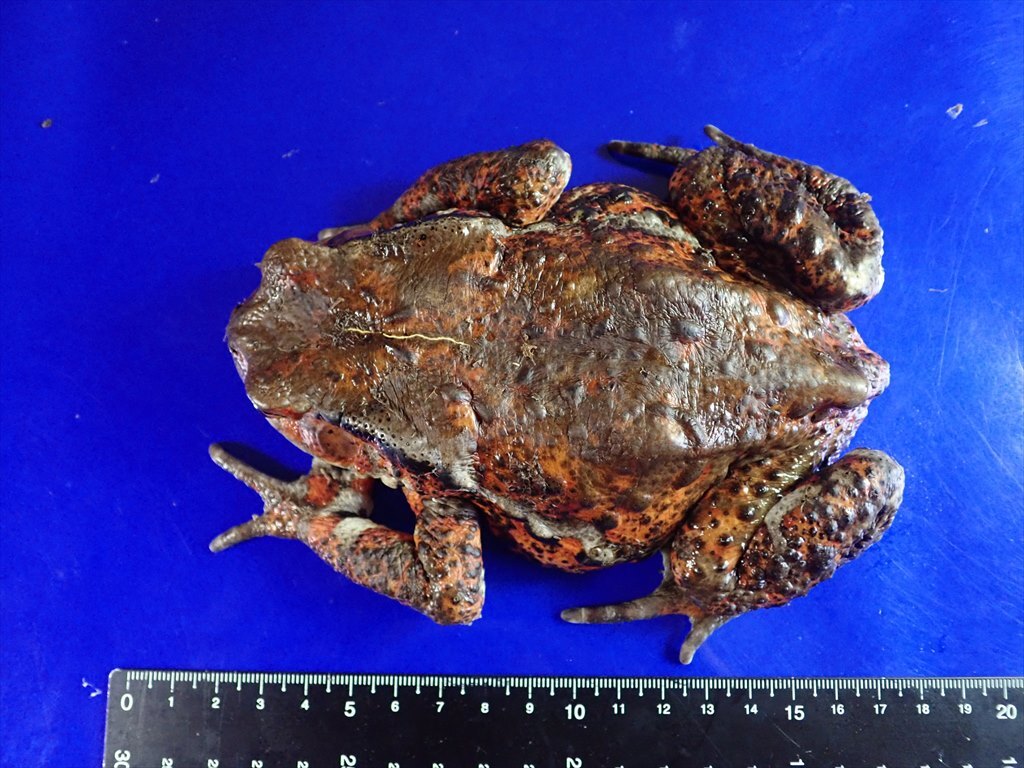 /Vl** 大型赤系！ アズマヒキガエル ♀体長154mmの画像10