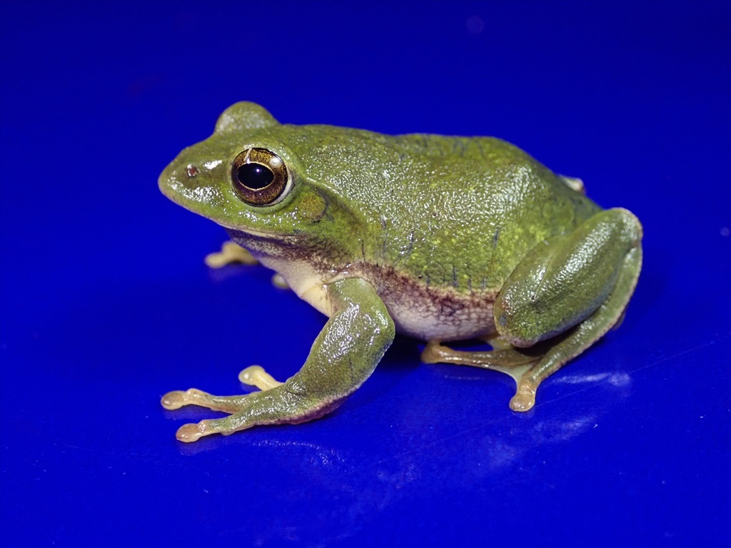 /Vl** 繁殖直前1ペア+1卵塊 シュレーゲルアオガエル 体長♂37mm♀50mmの画像7