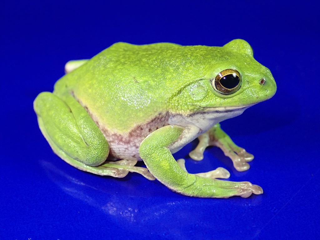 /Vl** 繁殖直前1ペア+1卵塊 シュレーゲルアオガエル 体長♂34mm♀50mm_画像5