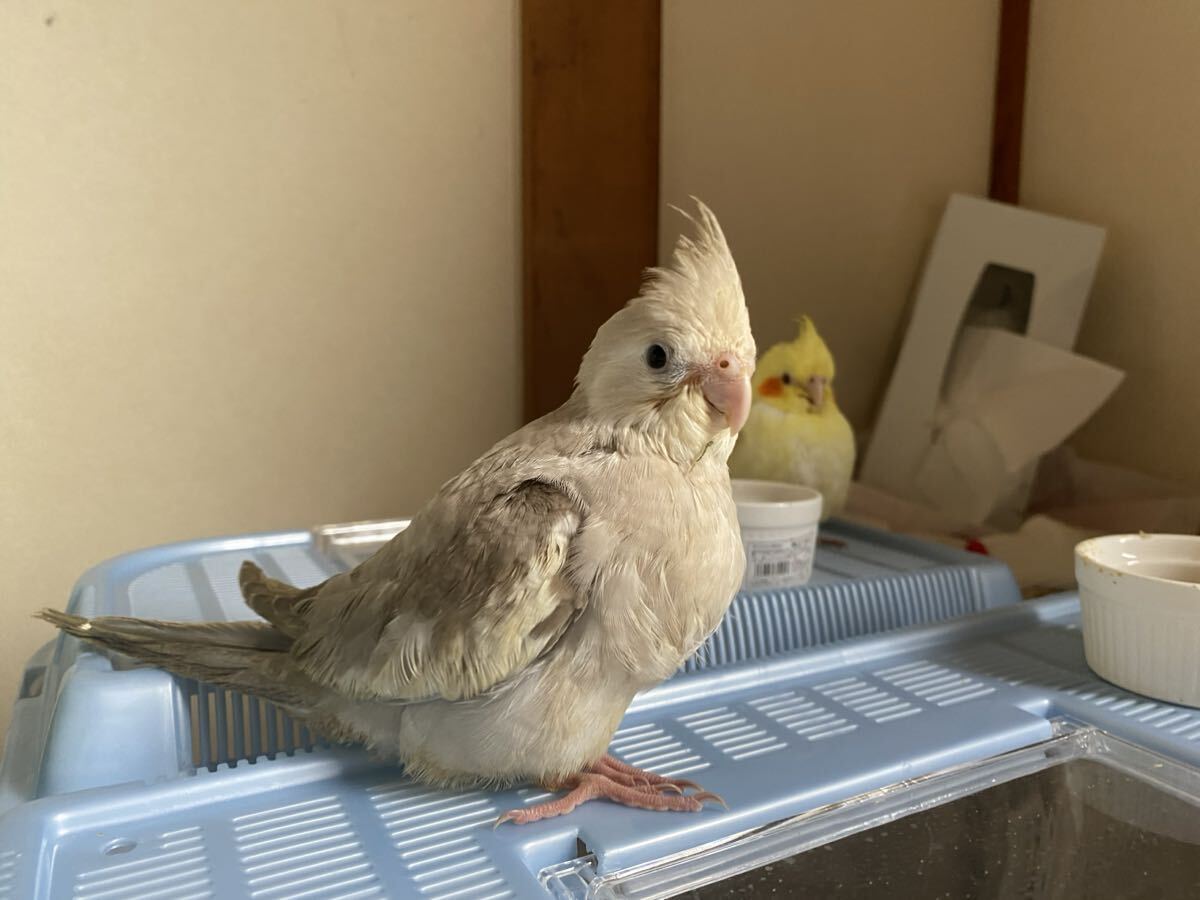 オカメインコ 100% 食用有精卵 1個の画像6