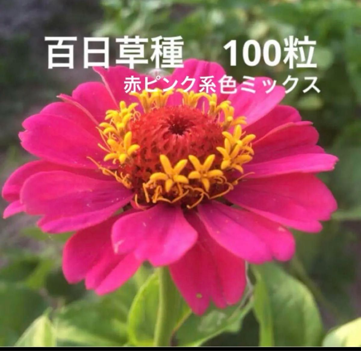 百日草ジニア種ミックス　100粒