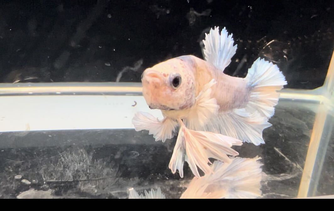  betta King pra cut k-33. fish male left .. Dumbo own breeding delivery possibility region necessary verification time flight one part repeated .