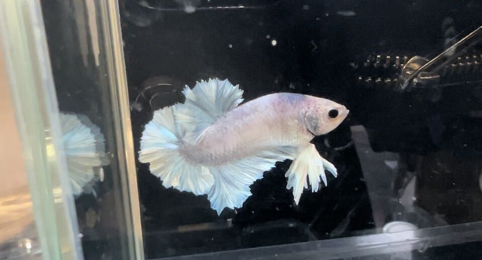  betta King pra cut k-33. fish male left .. Dumbo own breeding delivery possibility region necessary verification time flight one part repeated .