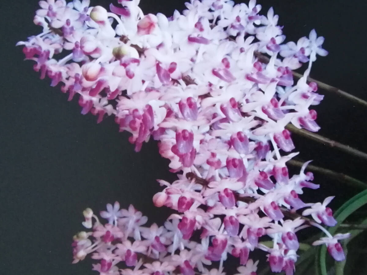 洋蘭　Seidenfadenia mitrata pink　つぼみ付　SOH-28 _画像1
