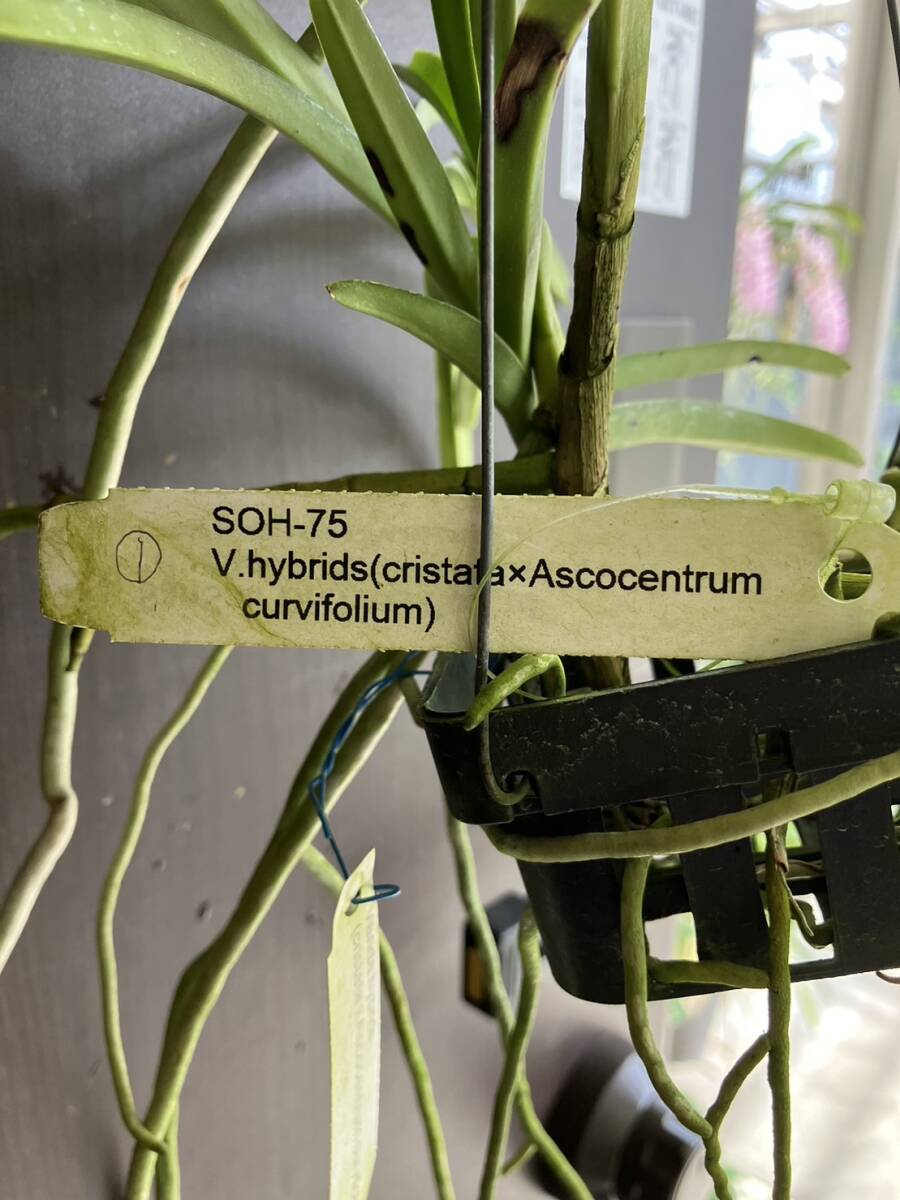 洋蘭　Vanda hybrids (cristata x Ascocentrum curvifolium) つぼみ付　①　SOH-75 _画像2