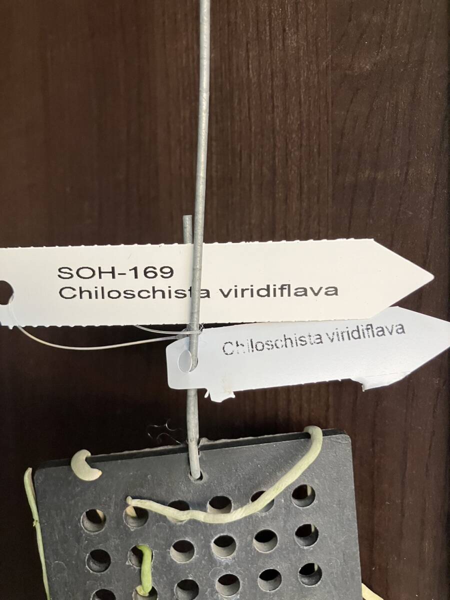 洋蘭　Chiloschista viridiflava　つぼみ付　SOH-169 _画像2