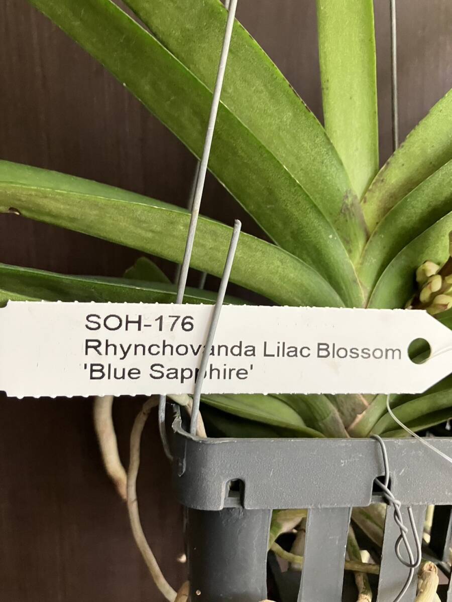 洋蘭 Rhynchovanda Lilac Blossom 'Blue Sapphire' つぼみ付 SOH-176 の画像2