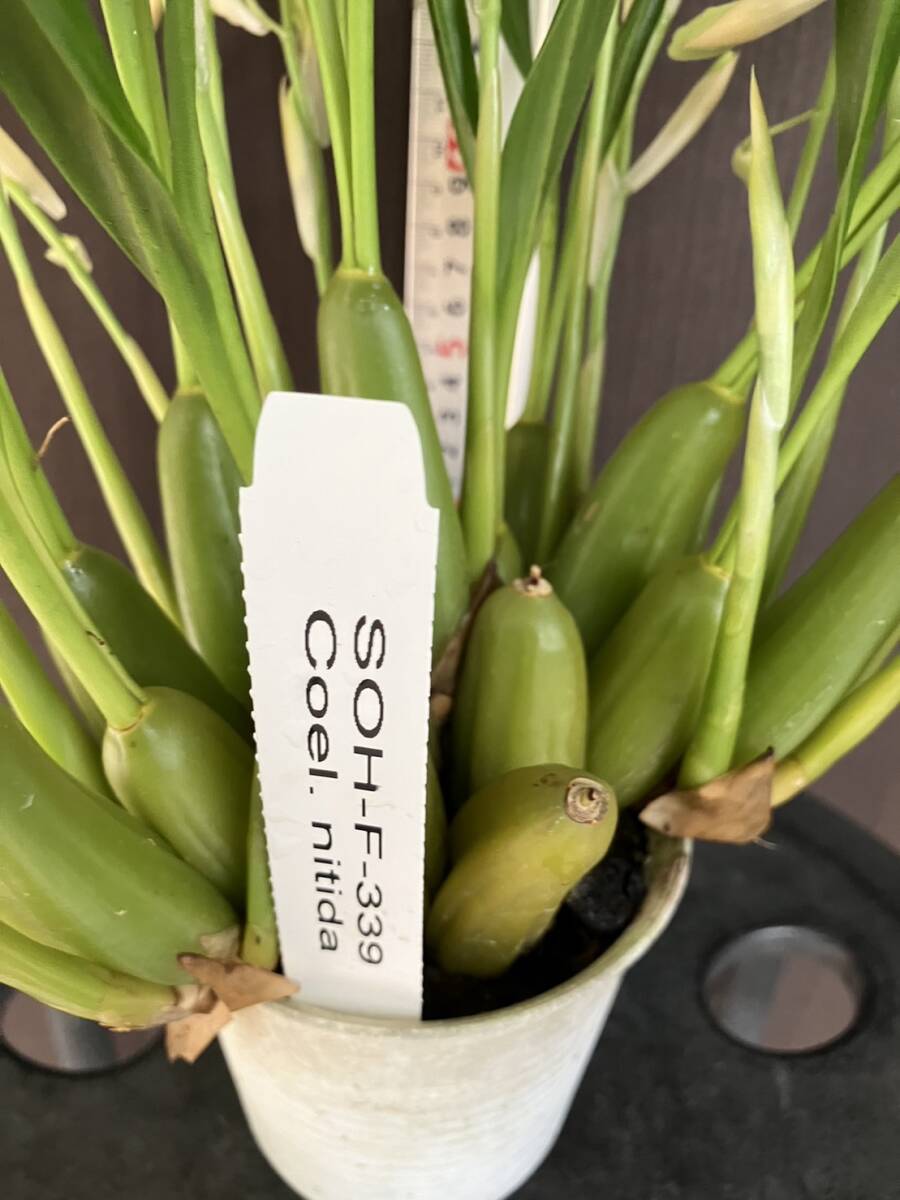 . орхидея Coel. nitida... большое количество SOH-F-339