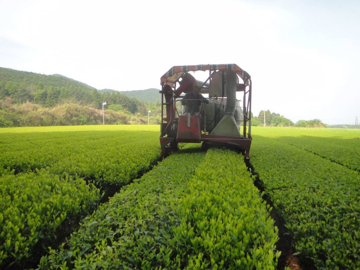 [ new tea ].....100g×3 sack tea agriculture house direct sale less pesticide * less chemistry fertilizer cultivation kate gold power exemption . power up single Origin 