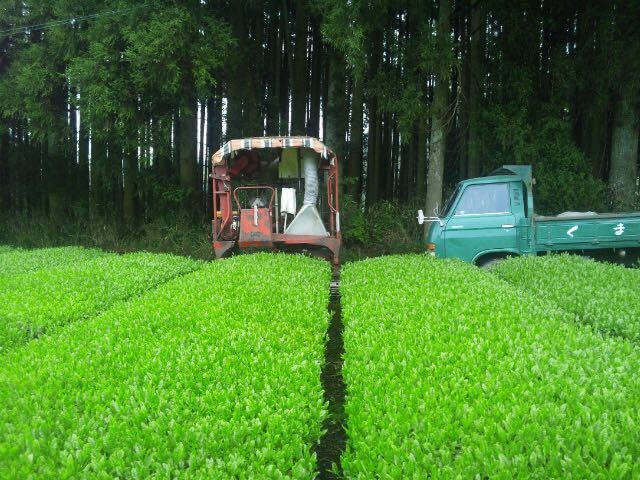 [ new tea ].....100g×3 sack tea agriculture house direct sale less pesticide * less chemistry fertilizer cultivation kate gold power exemption . power up single Origin 