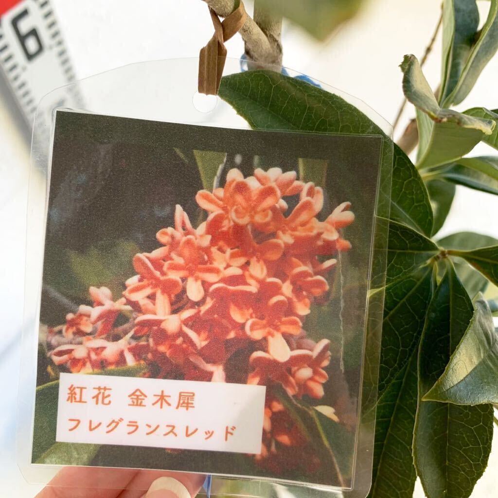 . flower osmanthus fragrance red approximately :110cm [ symbol tree raw . eyes .. garden tree evergreen tree ]119588