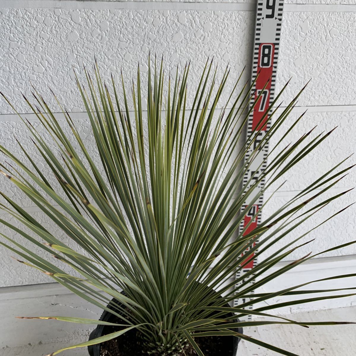  yucca ton p Sony a-na approximately :70cm[Yucca thompsoniana / cocos nucifera. tree / decorative plant / enduring cold ./ Nankoku / Driger ten/ yucca / lock garden ]244450