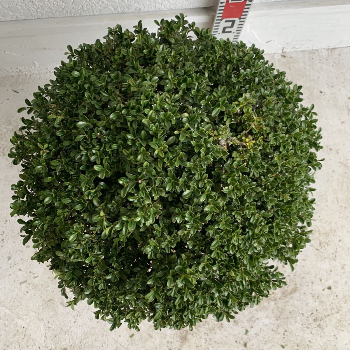 キンメツゲ　玉造　約40cm 根巻【トピアリー/玉柘植/柘植/苗木/植木/庭木/生垣/垣根/目隠し】119447_画像4