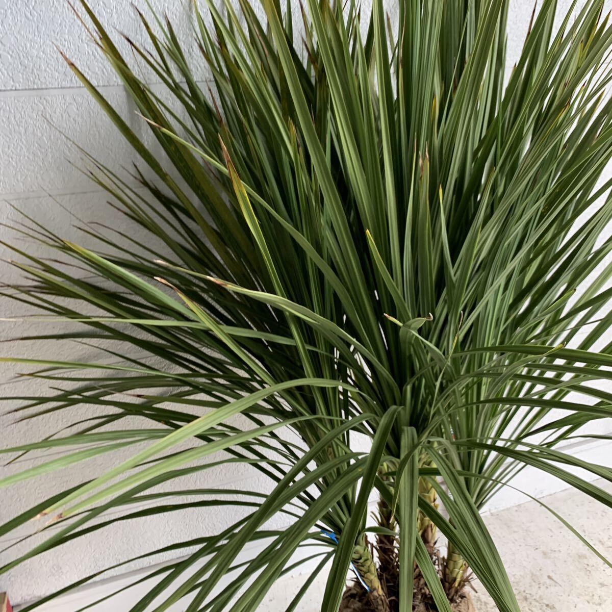  large stock dracaena stock .. approximately :180cm [7ps.@.. garden tree symbol tree plant cocos nucifera. tree here s cocos nucifera gardening odour shu Rolland ]248458