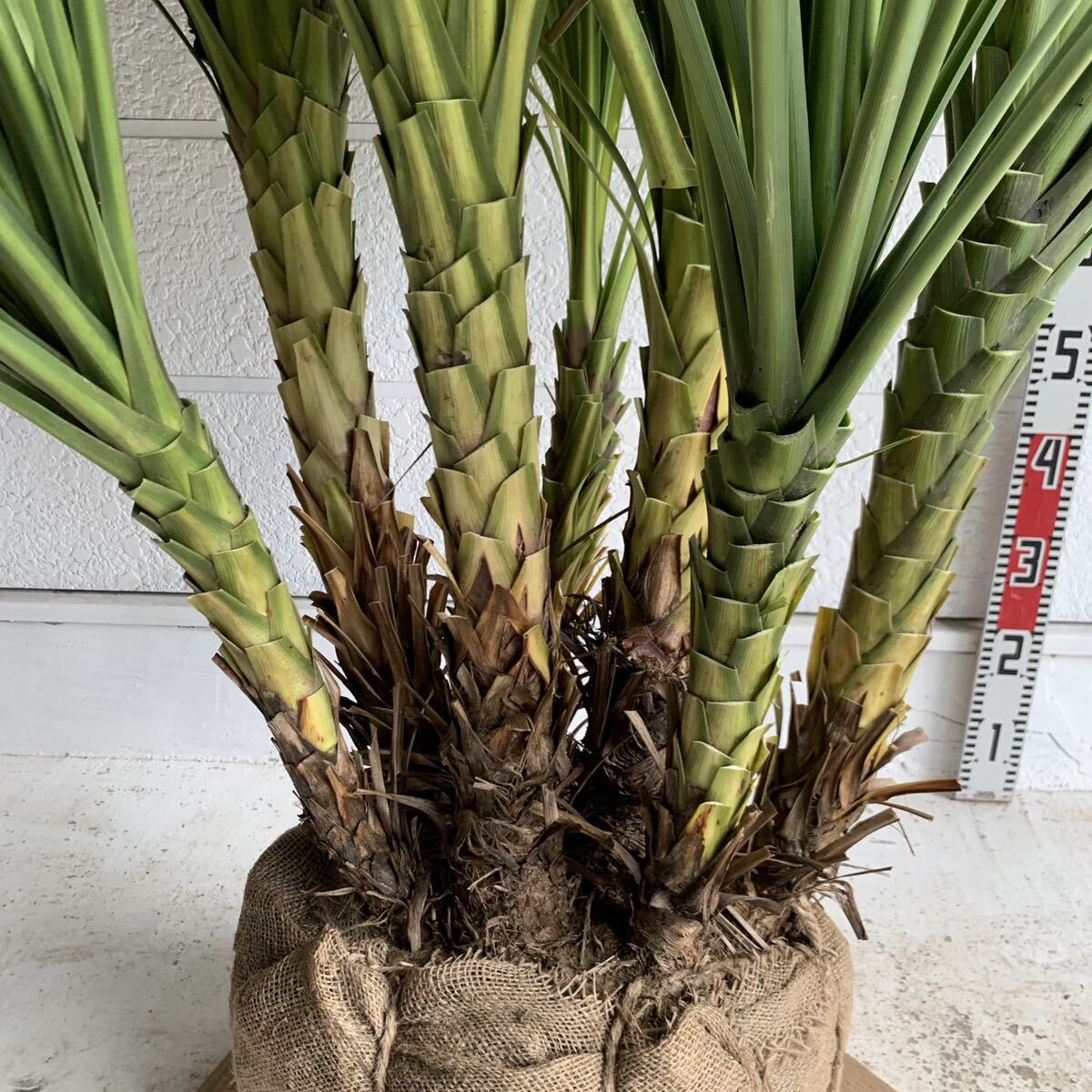  large stock dracaena stock .. approximately :180cm [7ps.@.. garden tree symbol tree plant cocos nucifera. tree here s cocos nucifera gardening odour shu Rolland ]248458