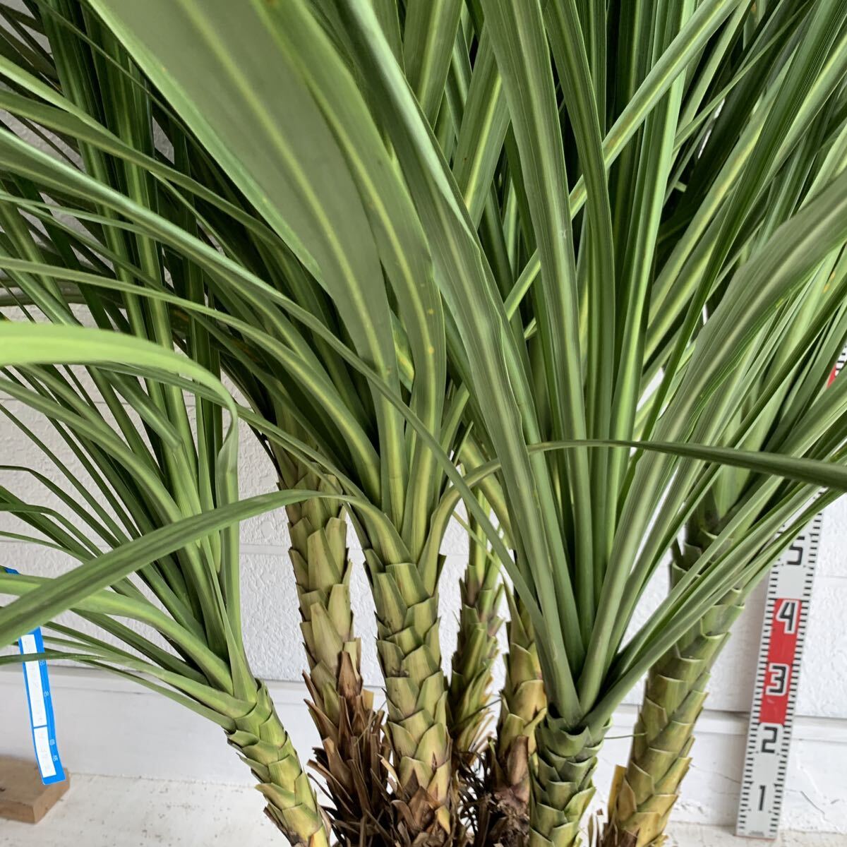  large stock dracaena stock .. approximately :180cm [7ps.@.. garden tree symbol tree plant cocos nucifera. tree here s cocos nucifera gardening odour shu Rolland ]248458