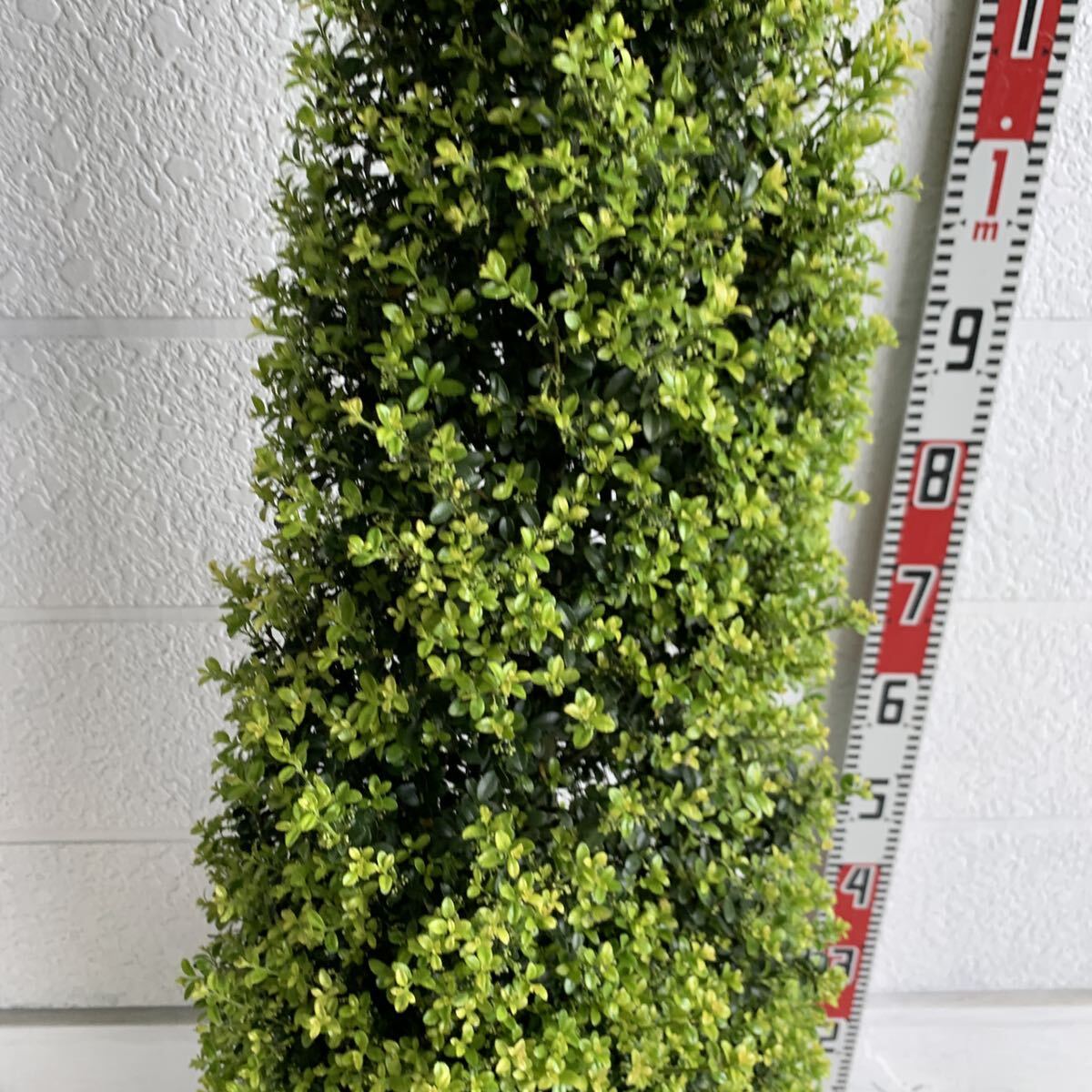 キンメツゲ　円錐形　約160cm 根巻【トピアリー/玉柘植/柘植/苗木/植木/庭木/生垣/垣根/目隠し】119449_画像4