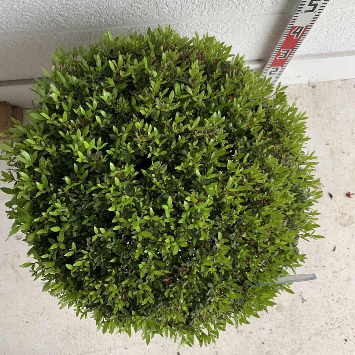 サツキ 玉仕立て 約: 60cm 【さつき/花木/庭木/植木/常緑樹/常緑低木/耐寒性/ピンク/初心者】203066の画像5