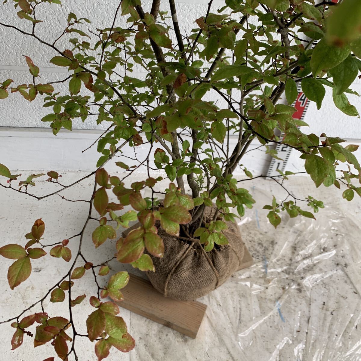  large stock oldham blueberry approximately :190cm [ stock ../ deciduous tree / plant / garden tree / symbol tree / fruit tree seedling ]403357