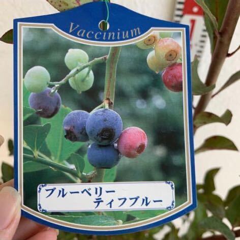  голубика tif голубой примерно :130cm[ кролик I серия садовое дерево символ tree растение фруктовое дерево саженец ]528264