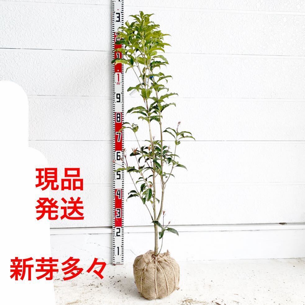 . flower osmanthus fragrance red approximately :110cm [ symbol tree raw . eyes .. garden tree evergreen tree ]119588
