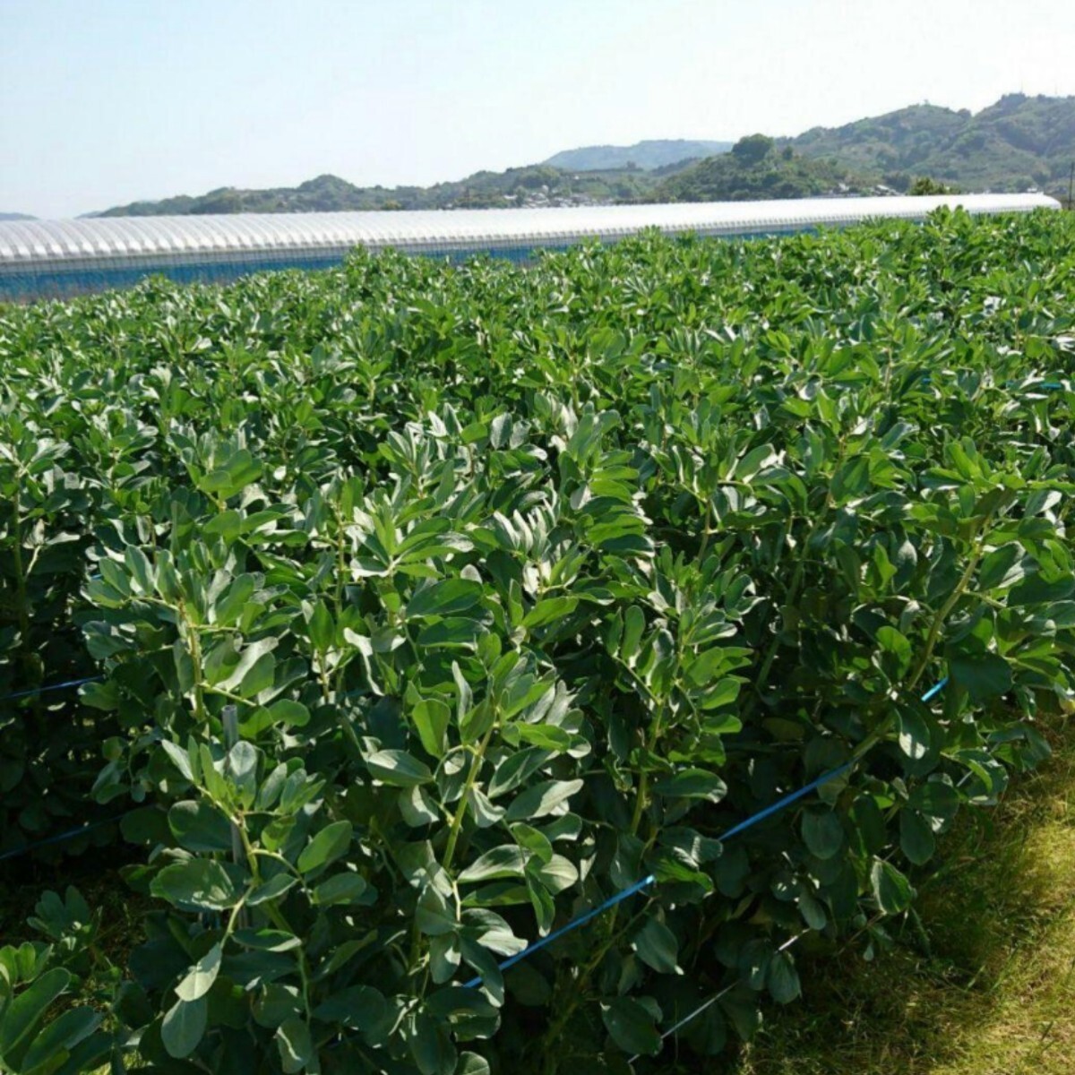 和歌山県産 低農薬 露地栽培秀品Ｌサイズ そら豆 1kgの画像4