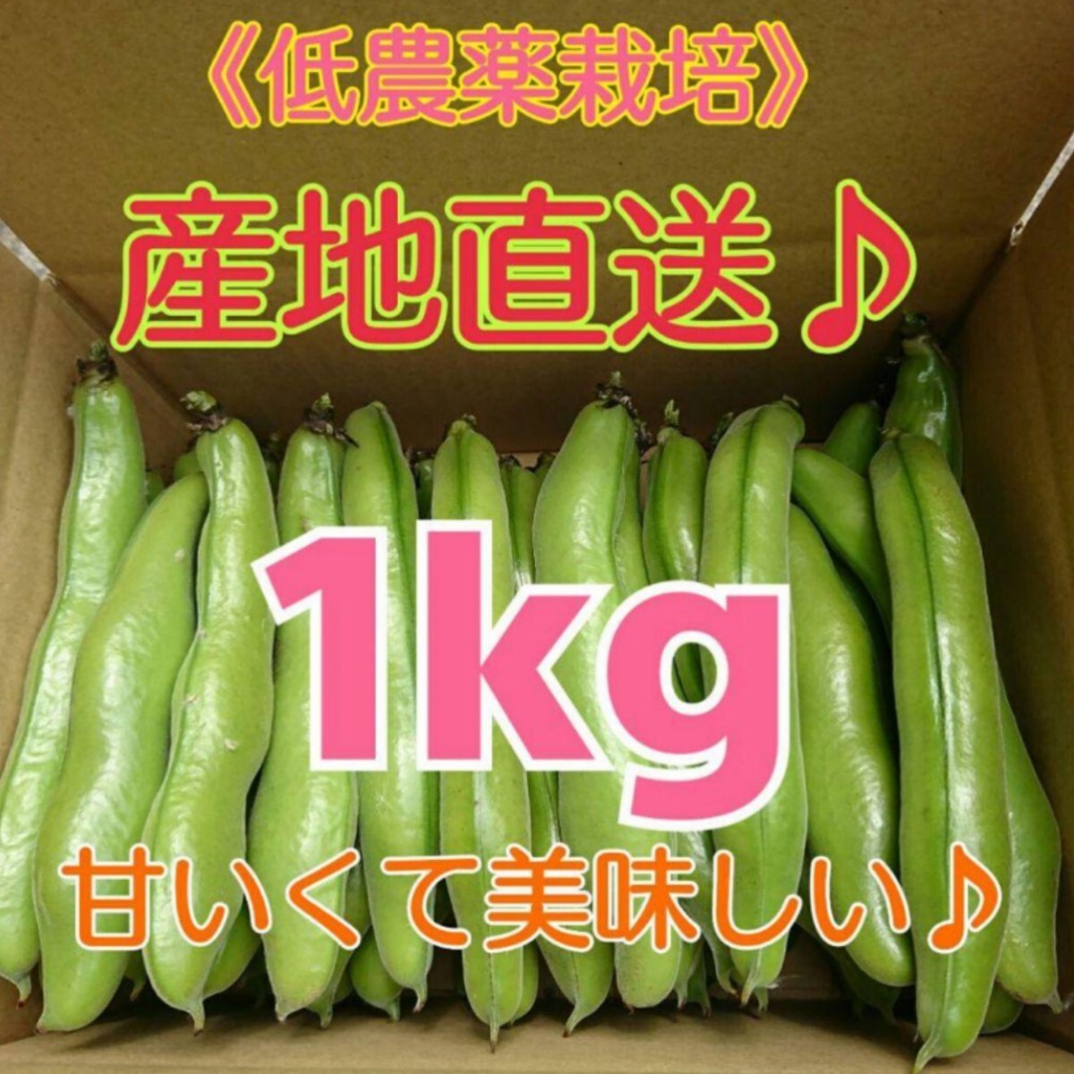 和歌山県産 低農薬 露地栽培秀品Ｌサイズ そら豆 1kgの画像1