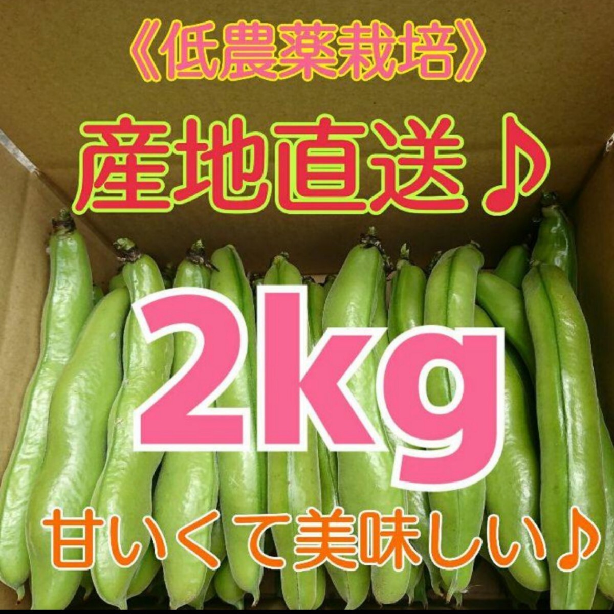 和歌山県産 低農薬 露地栽培秀品Ｌサイズ そら豆 2kgの画像1