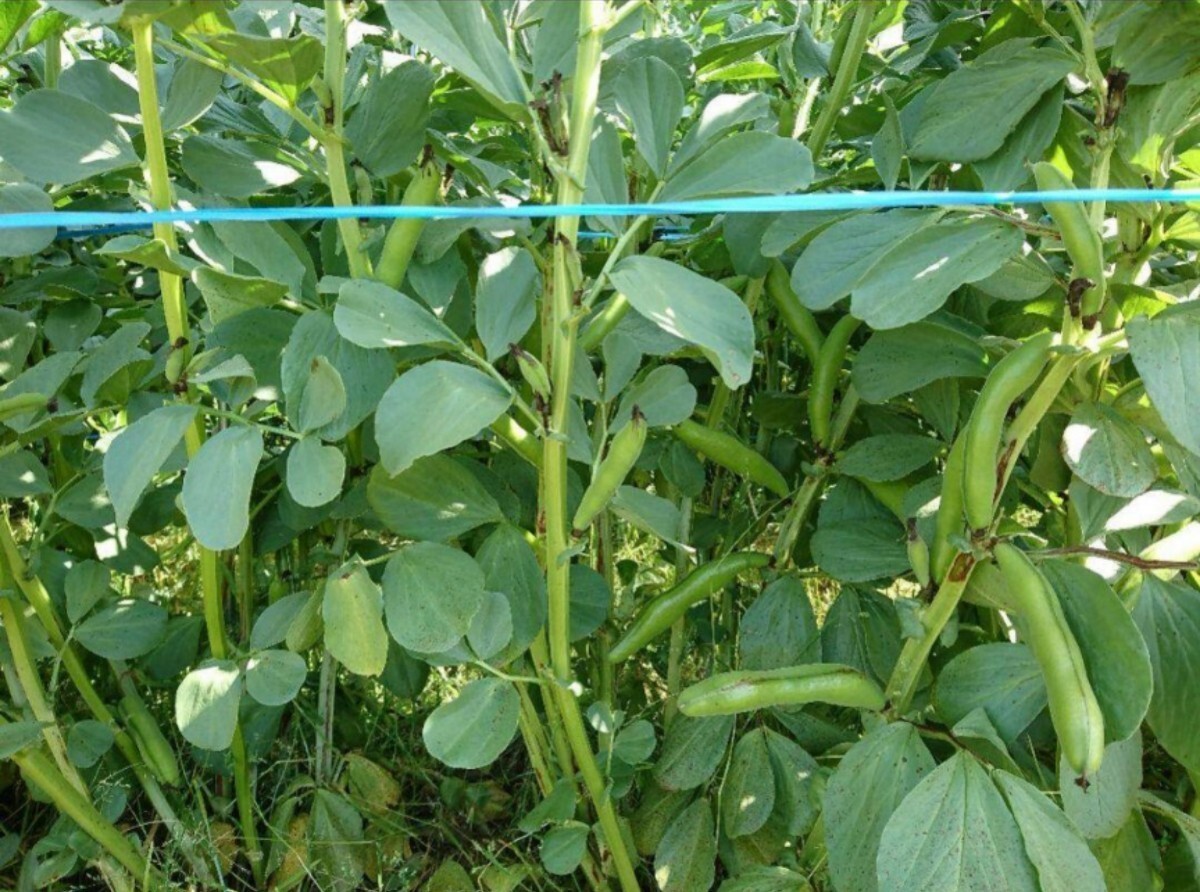 和歌山県産 低農薬 露地栽培秀品Ｌサイズ そら豆　1kg_画像3