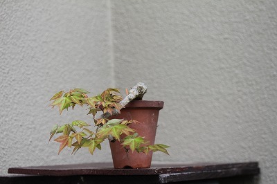  Tang клён. shohin bonsai.