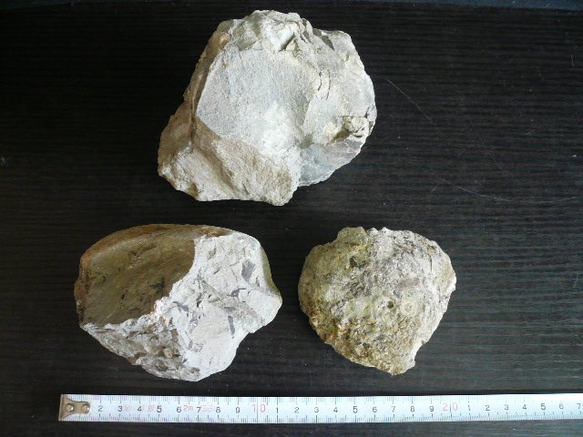 TMB-06187-03 化石 アンモナイト 貝など 直径約4～10cmぐらい まとめて 9点 約3.5kgの画像7