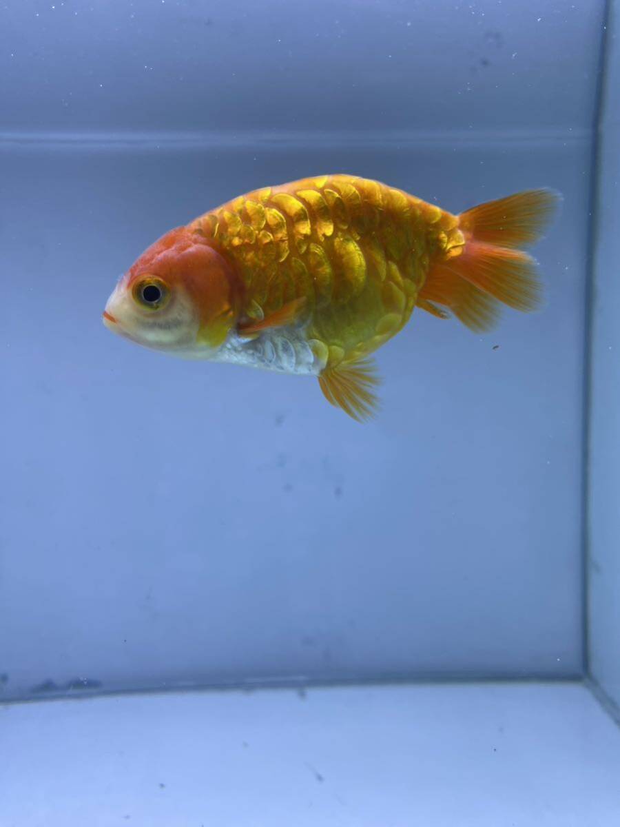  Dragon scale golgfish ..8cm rom and rear (before and after) recommended individual 