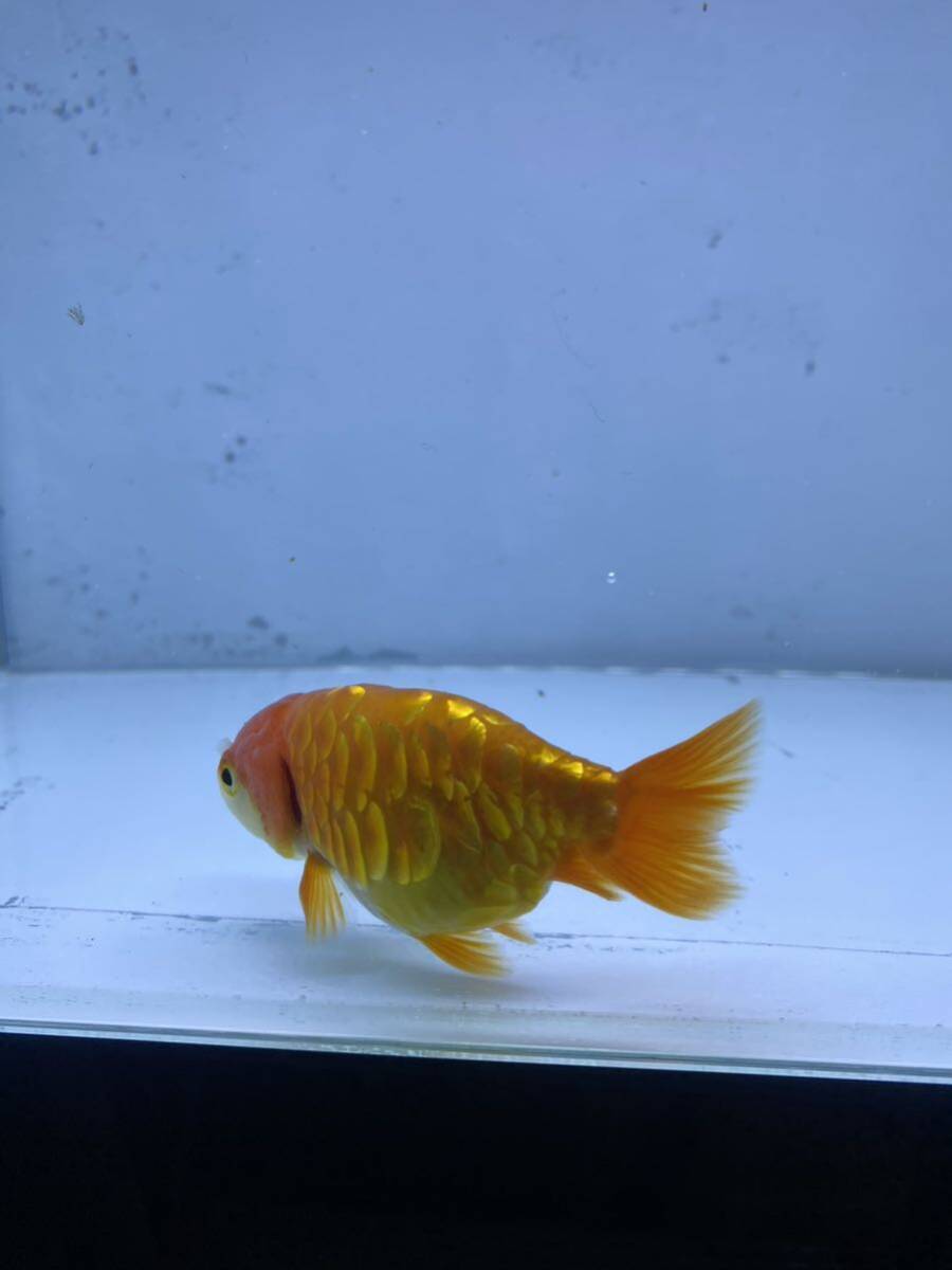  Dragon scale golgfish ..8cm rom and rear (before and after) recommended individual 