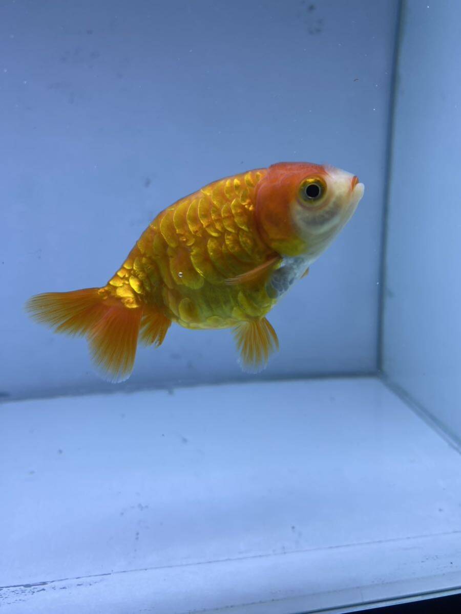  Dragon scale golgfish ..8cm rom and rear (before and after) recommended individual 