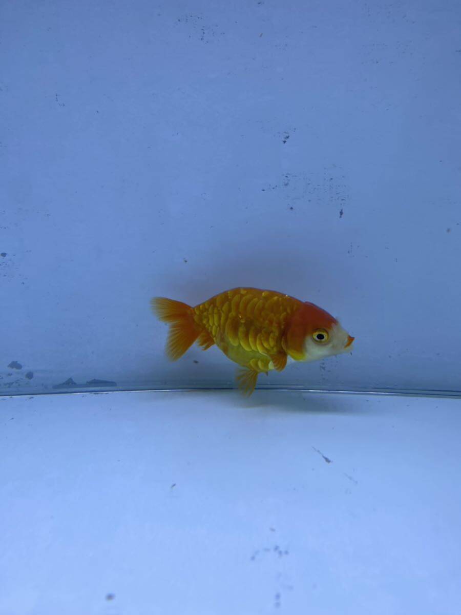  Dragon scale golgfish ..8cm rom and rear (before and after) recommended individual 