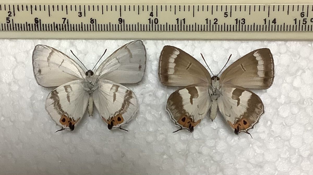 蝶標本 キリシマミドリシジミ ペア 長崎県対馬市産の画像2