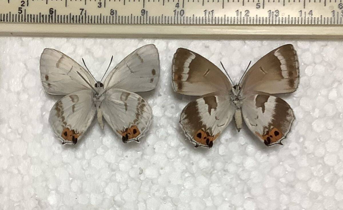蝶標本 キリシマミドリシジミ ペア 静岡県産の画像2