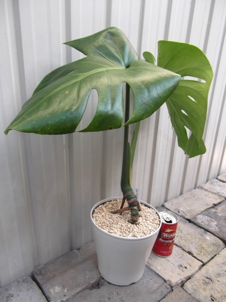 現物出品【モンステラ・デリシオサ 根上り＊Monstera deliciosa】５号の画像3